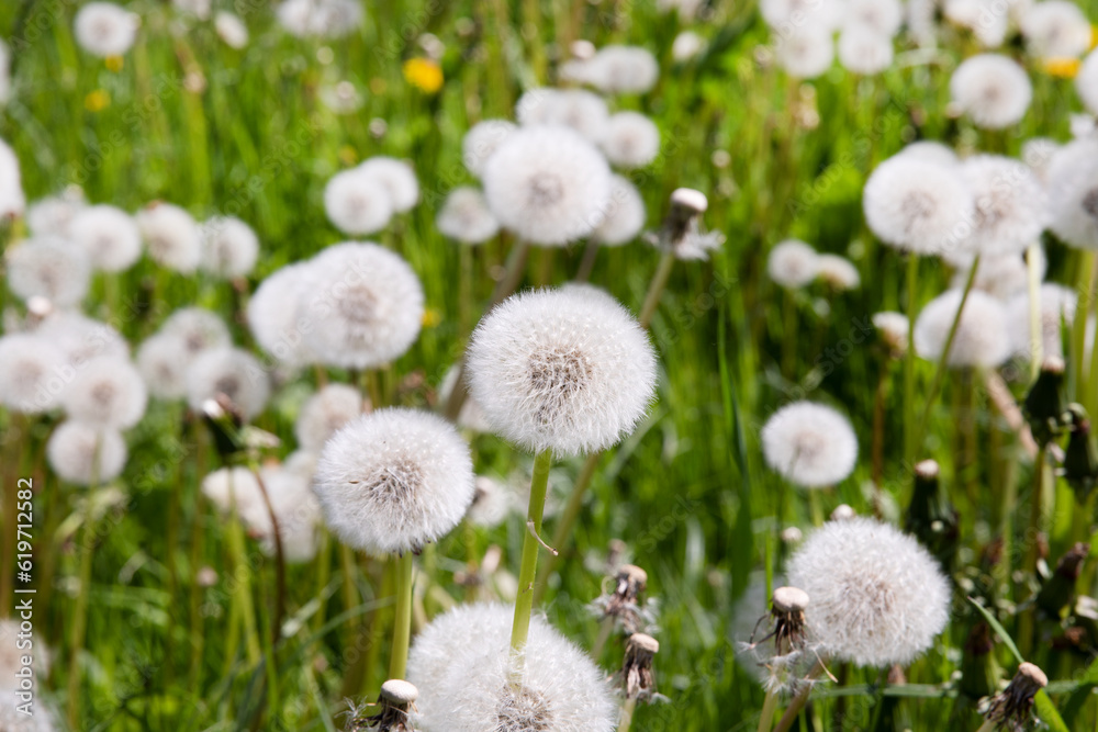 A field of dandelions in spring. Green grass, meadow with lots of flowers A field of dandelions in spring. Green grass, meadow with lots of flowers