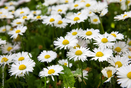 A field of flowering daisies in summer. Colorful field of flowers