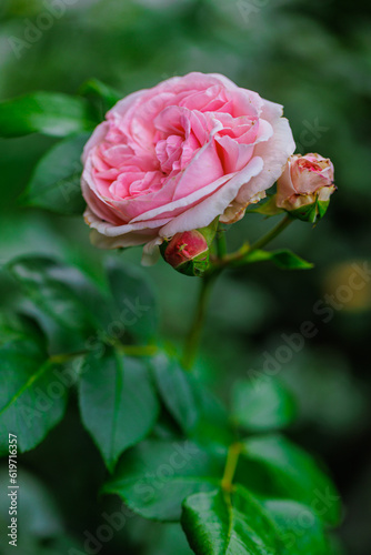 Rose (Boscobel)