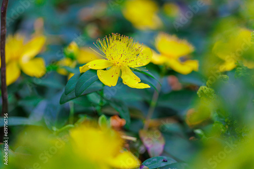 Johanniskraut / Hartheu (Hypericum)