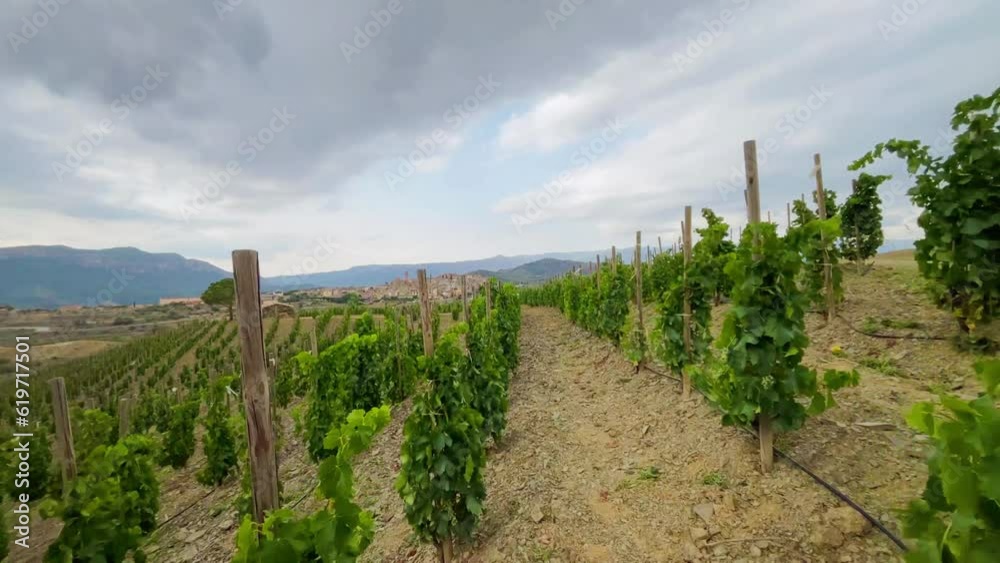 Vineyards in the wine region of the Priorat designation of origin in the province of Tarragona in Catalonia Spain
Vineyards in the wine region of the Priorat designation of origin in the province of Tarragona in Catalonia Spain