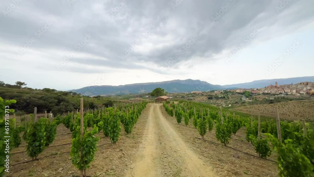 Vineyards in the wine region of the Priorat designation of origin in the province of Tarragona in Catalonia Spain
Vineyards in the wine region of the Priorat designation of origin in the province of Tarragona in Catalonia Spain