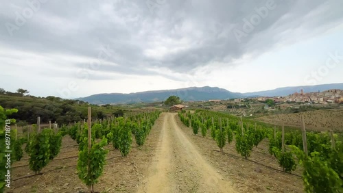 Vineyards in the wine region of the Priorat designation of origin in the province of Tarragona in Catalonia Spain
