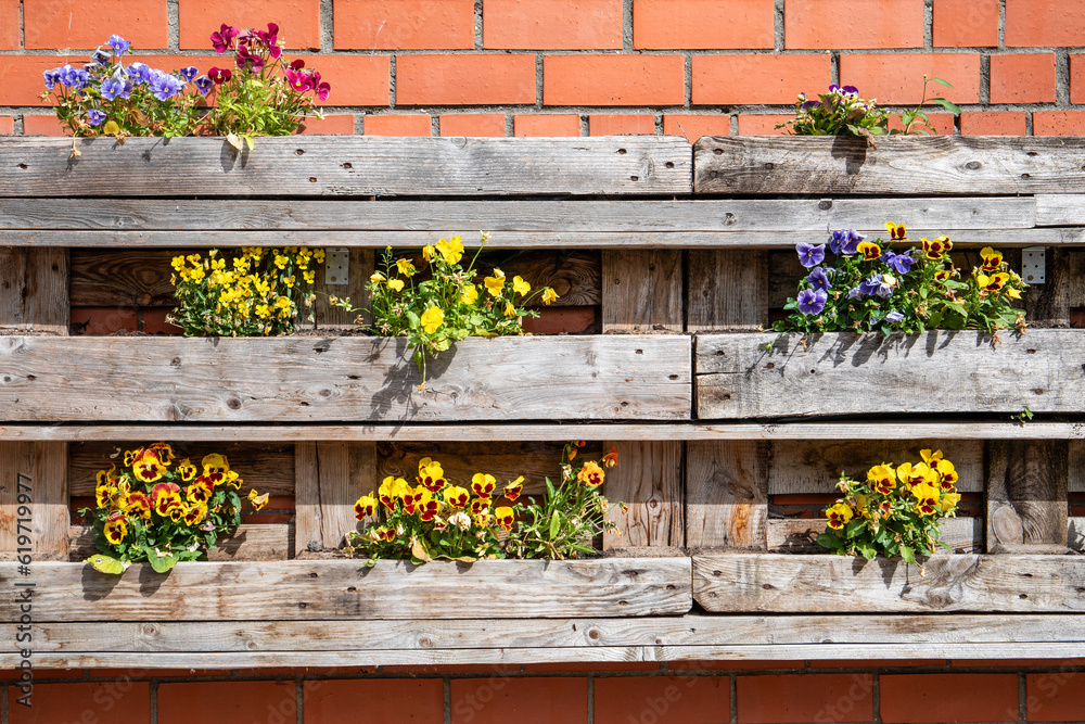 Fototapeta premium Decorating the outdoor space with flowers. Colorful violets in a wooden box