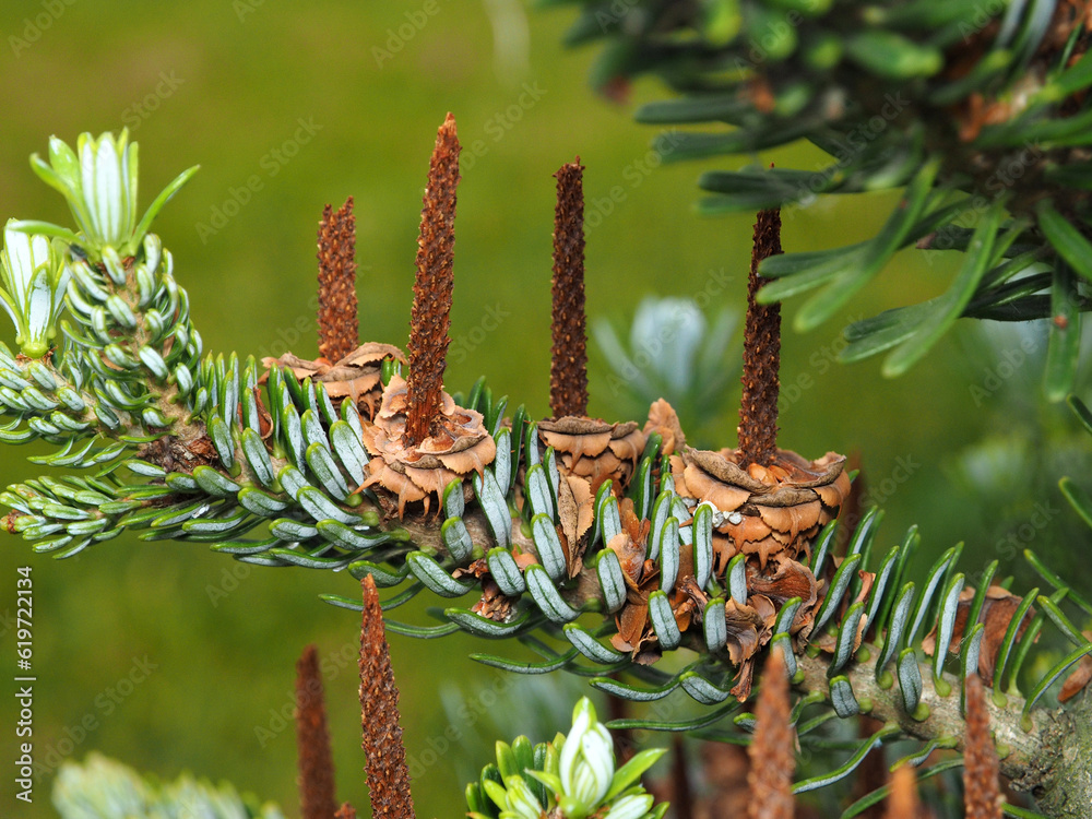 Spanish fir. Flowering branch of Spanish fir, dark purple blossoms on a background of green needles. Close up.