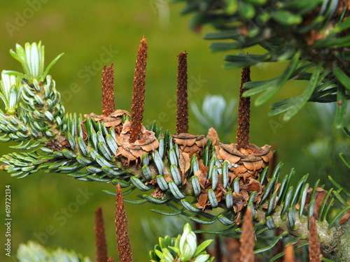 Obraz na płótnie Spanish fir. Flowering branch of Spanish fir, dark purple blossoms on a background of green needles. Close up. w salonie