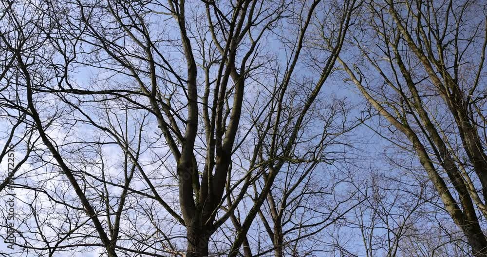 trees of different varieties in the spring season , bare deciduous trees in the warm spring season trees of different varieties in the spring season , bare deciduous trees in the warm spring season