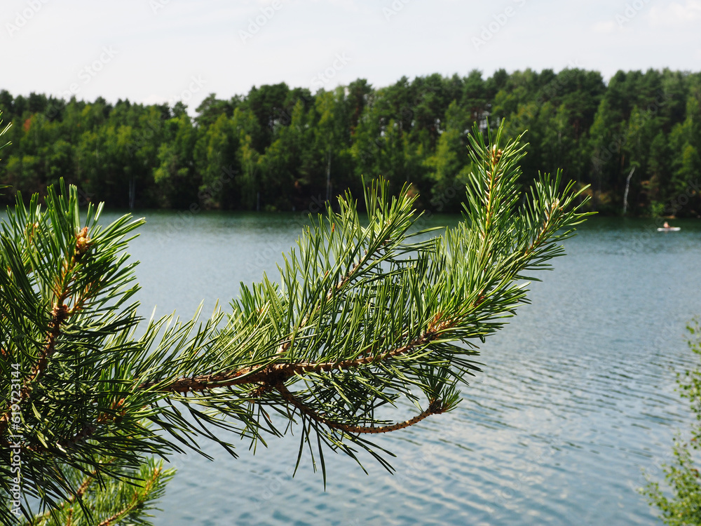 Spruce branches in close-up, illuminated by the sun against the background of a forest lake and a cloudless summer sky. Juicy greenery of spruce needles, medium plan.