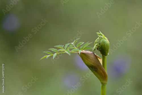 Wild angelicas first leaf and flower head blossoming in summer day photo