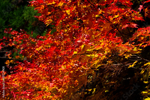 紅葉の木々