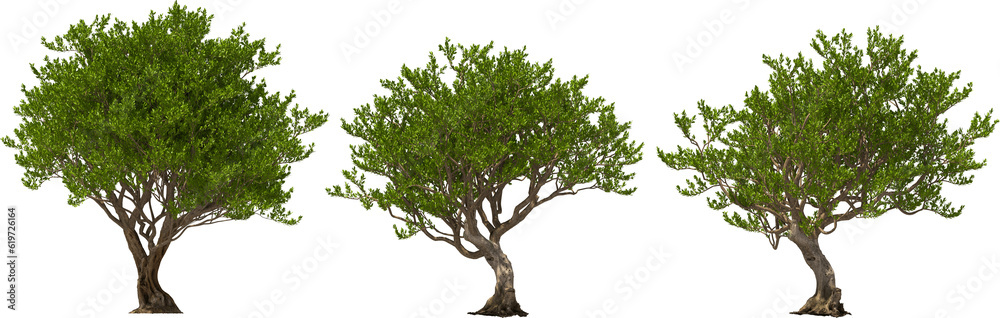 argan tree trees hq arch viz cutout 3d render plant argan tree trees hq arch viz cutout 3d render plant