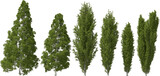mediterranean cypress tree hq arch viz cutout 3d render plant