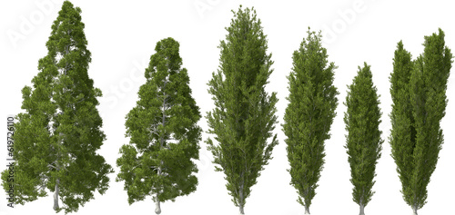 mediterranean cypress tree hq arch viz cutout 3d render plant photo