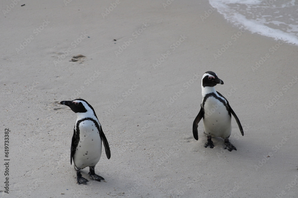 Obraz premium African Penguins