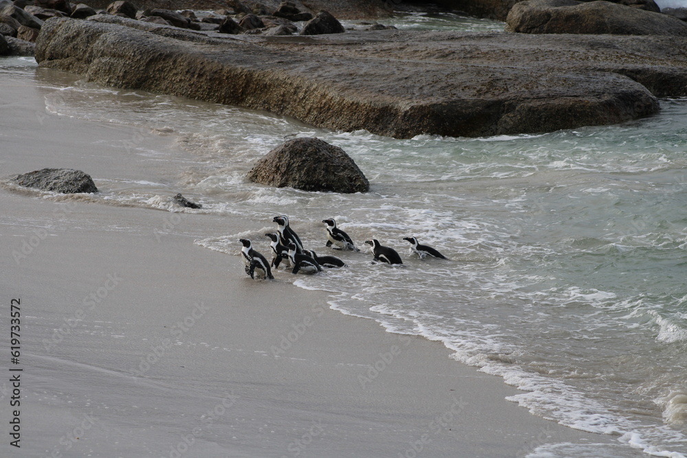 Fototapeta premium African Penguins