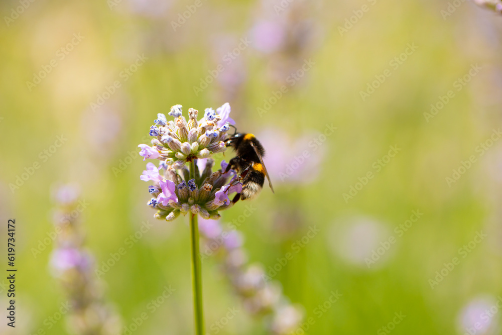 bee on a flower. Flowers background. Bee. Animal. Macro. Photo. Background. bee on a flower. Flowers background. Bee. Animal. Macro. Photo. Background.