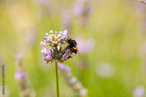bee on a flower. Flowers background. Bee. Animal. Macro. Photo. Background. 