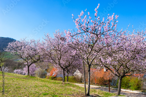 Landschaft mit blühenden Mandelbäumen bei Birkweiler. Region Pfalz im Bundesland Rheinland-Pfalz in Deutschland