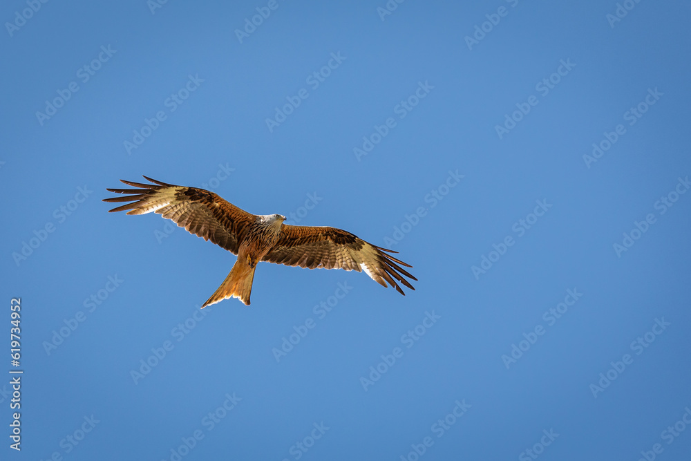 Bird of prey against blue sky - Öfingen (Germany) - June 25, 2023 Bird of prey against blue sky - Öfingen (Germany) - June 25, 2023