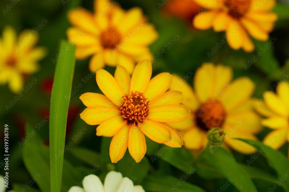 Mother day. 8 march. Happy day. Holidays. Background flowers. Flowers. Leaf Mother day. 8 march. Happy day. Holidays. Background flowers. Flowers. Leaf