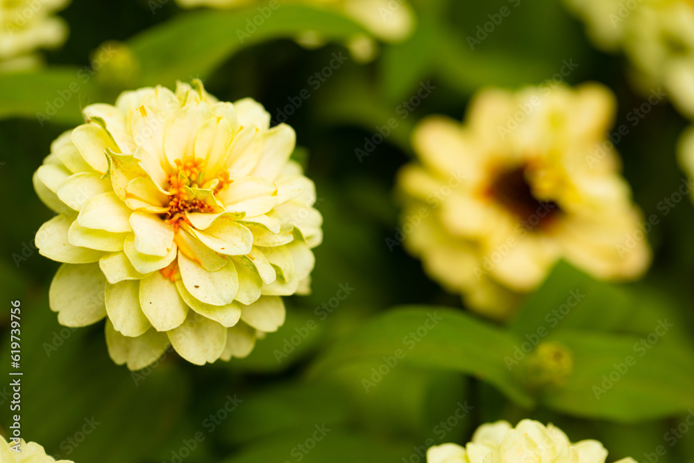 Flowers background. Flower. Summer time. Grass. Nature. Background. Outdoors. Flowers background. Flower. Summer time. Grass. Nature. Background. Outdoors.