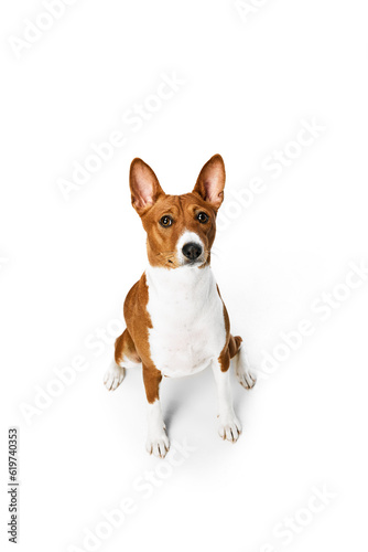 Studio shot of white-red purebred Basenji dog posing isolated over white background. Concept of animal care, fashion and ad