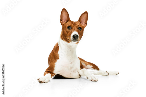 One white-red cute Basenji dog isolated over white studio background. Concept of animal care, fashion and ad