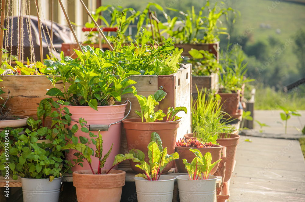Flower pots and raised bed with many green flowers and plants on a sunny summer day on a backyard terrace. Flower pots and raised bed with many green flowers and plants on a sunny summer day on a backyard terrace.
