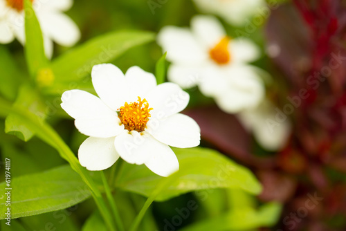 close up of a flower