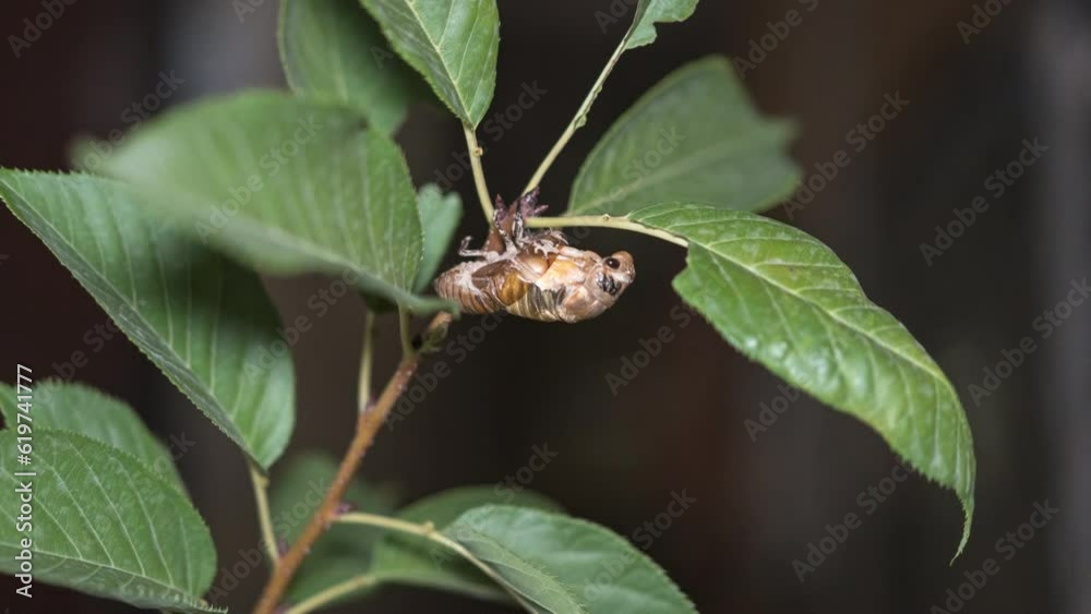 Cicada knows the process of golden toad molting Cicada knows the process of golden toad molting