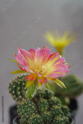 Blooming light multicolour flower of lobevia cactus. Cactus in pot with flower. home plant decoration concept. Bouquet of torch cactus flowers.