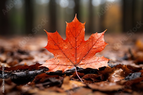 Photograph Of Maple Leaf Natural Light  Generative AI