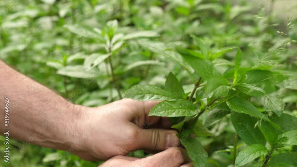 Mint leaves are plucked. Cultivation and collection of mint. Mint leaves are plucked. Cultivation and collection of mint.
