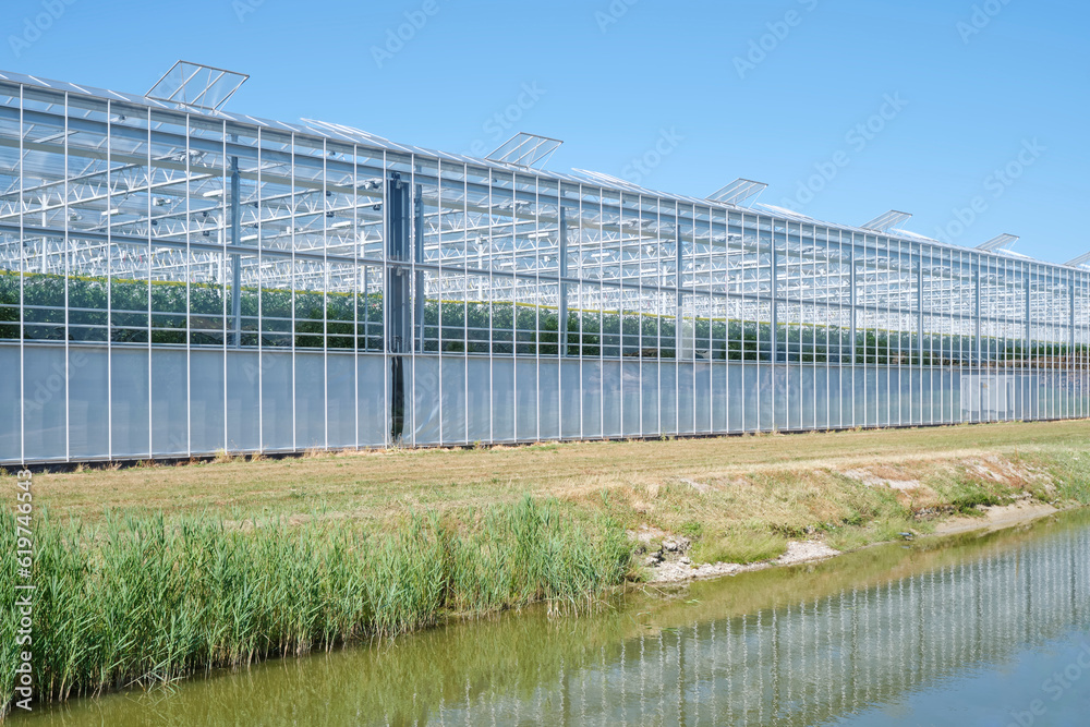 An industrial greenhouse growing tomato plants under a blue sky. Concept of industrial food production.	