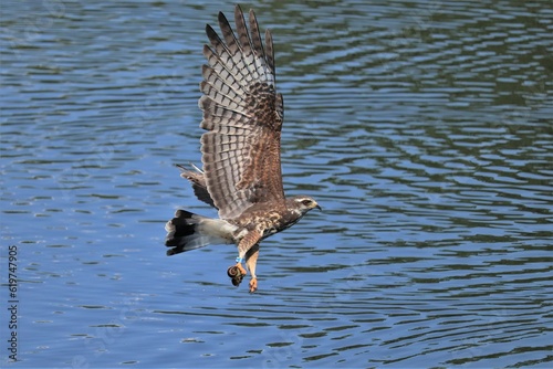 Endangered Snail Kite Successful Catch Paynes Prairie La Chua Gainesville Florida