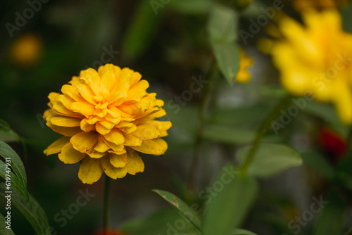 yellow dahlia flower