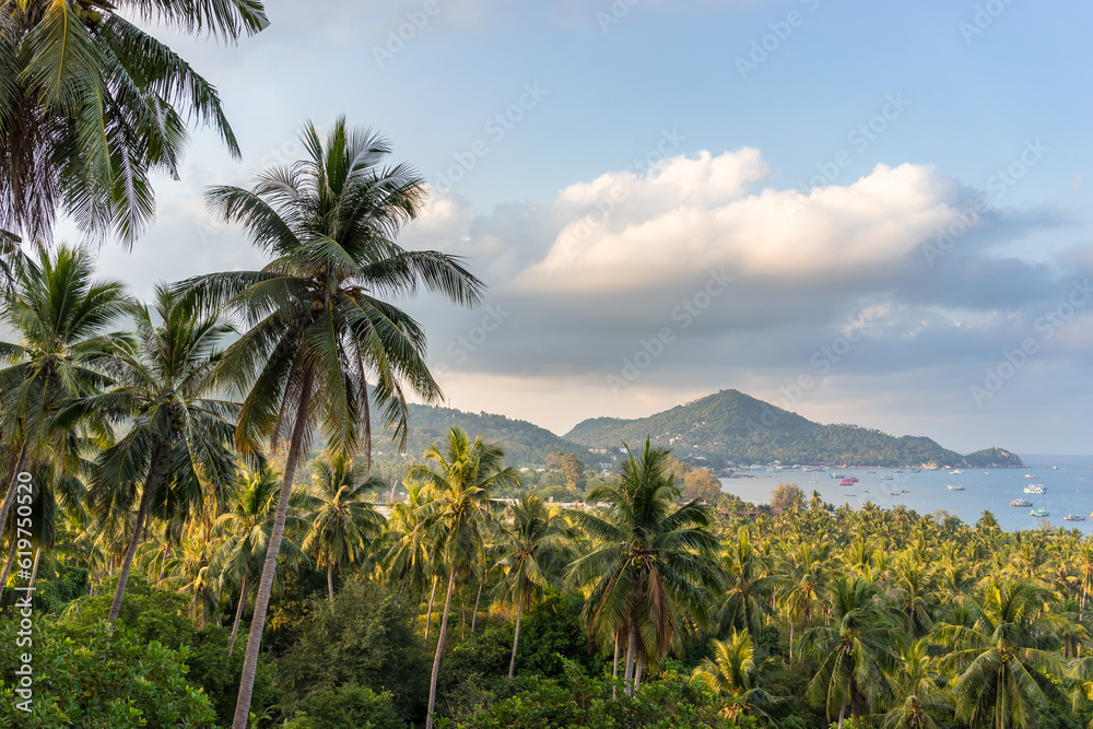 Tropical palm grove. Koh Tao Island. Sea view from a height. Scenic beautiful landscape with coconut palms trees in Thailand