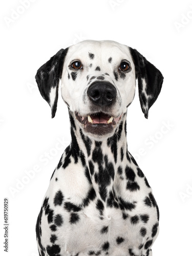 Head shot of pretty Dalmatian dog  sitting up facing front. Looking beside camera. Mouth open. Isolated on a white background.