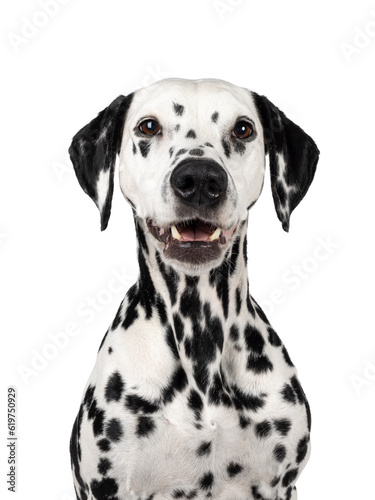 Head shot of pretty Dalmatian dog, sitting up facing front. Looking beside camera. Mouth open. Isolated on a white background.