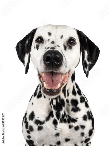 Head shot of happy smiling Dalmatian dog, sitting up facing front. Looking towards camera. Mouth open, showing tongue and teeth. Isolated on a white background.