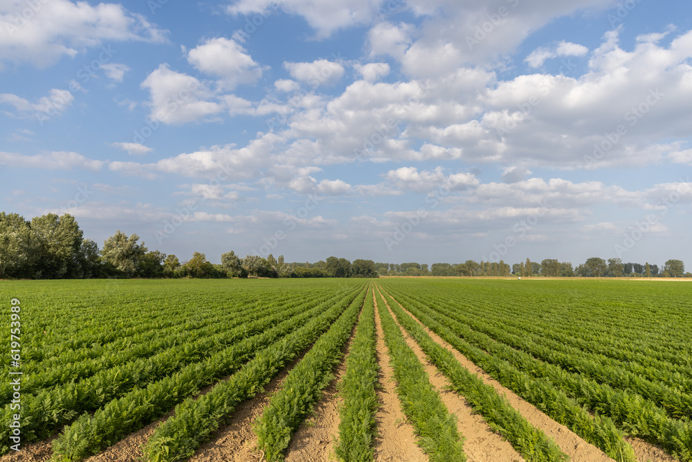 Carrot plantation. Growing carrots in rows.