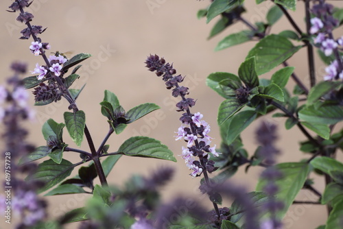 Ocimum basilicum Magic Blue. Basil blooms in the garden. photo
