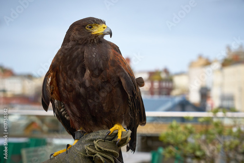 A photograph of a Harris Hawk used for Deterring Pest Birds