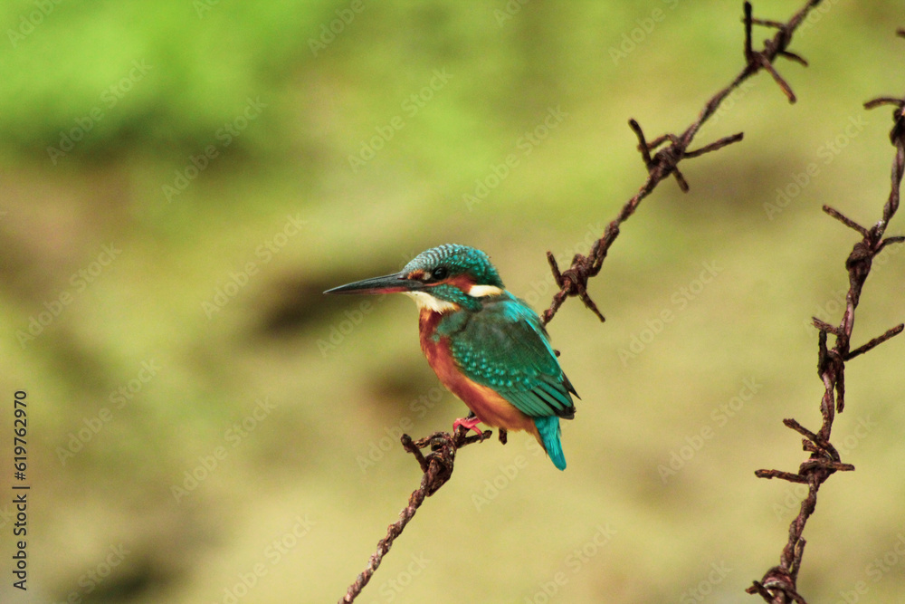 A lazy kingfisher