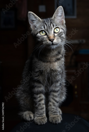 portrait of a cat isolated black © Maizal