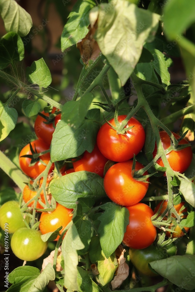 tomatoes in the garden in different maturation