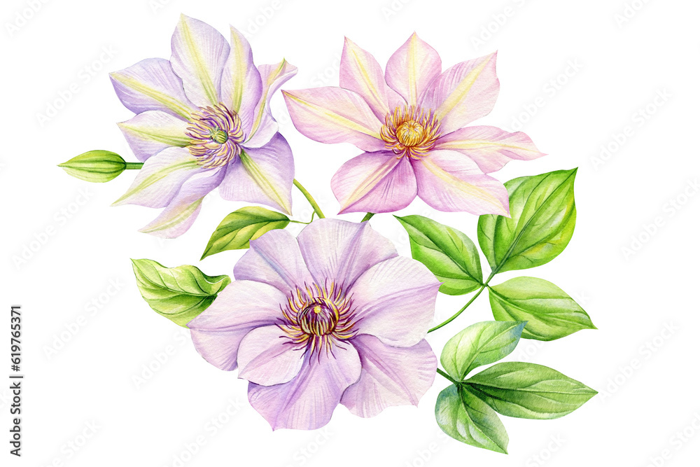 Obraz premium Clematis flower isolated white background. bouquet flowers watercolor floral illustrations for invitation card, design