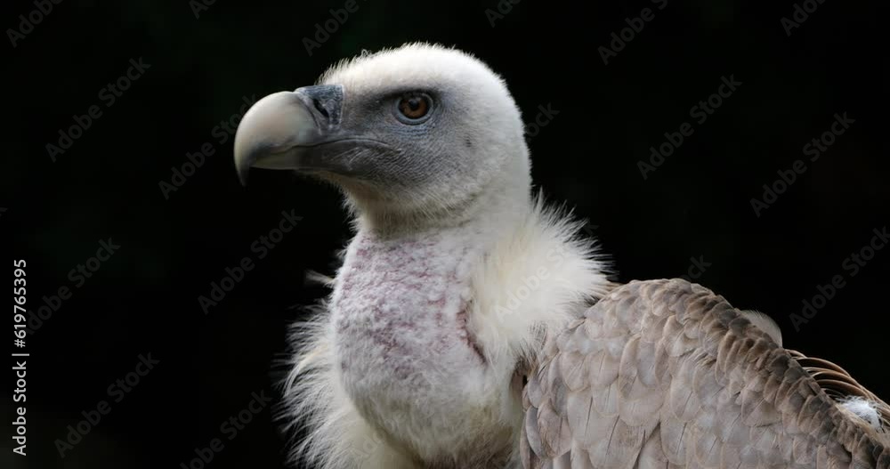 Portrait of a Griffon vulture, the french Pyrenees, France. Portrait of a Griffon vulture, the french Pyrenees, France.