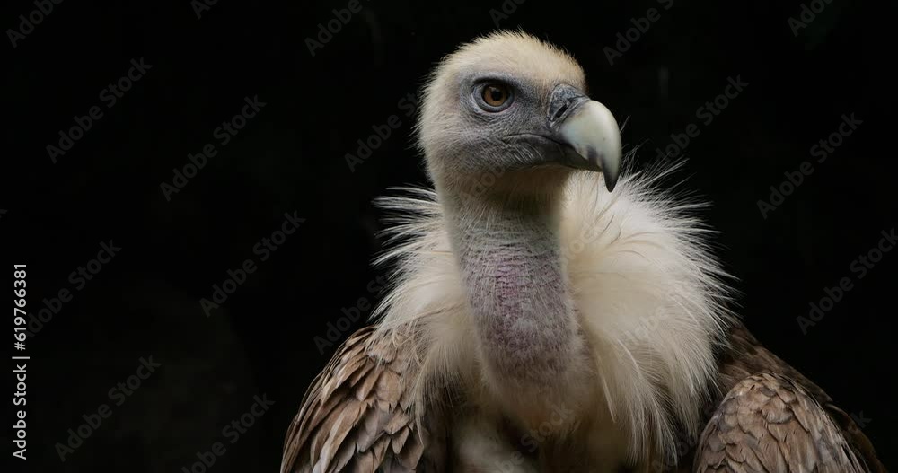 Portrait of a Griffon vulture, the french Pyrenees, France. Portrait of a Griffon vulture, the french Pyrenees, France.