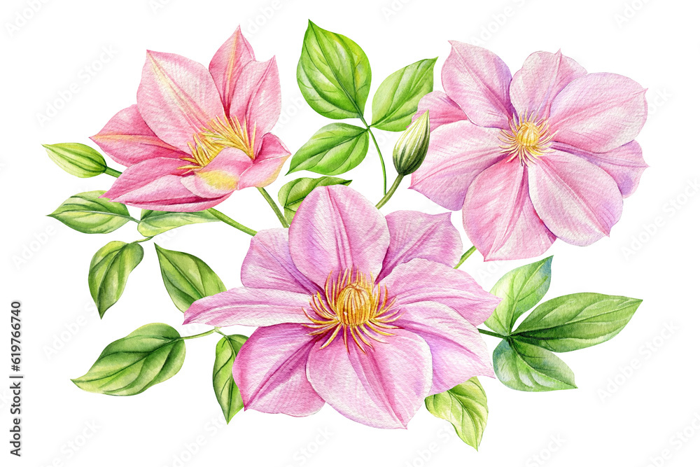 Obraz premium Clematis flower isolated white background. bouquet pink flowers, watercolor flora botanical illustrations